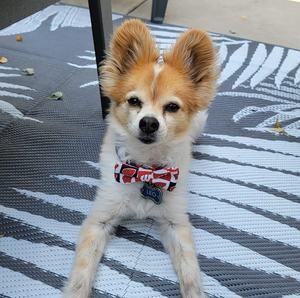 Meet your Posher, Lynn